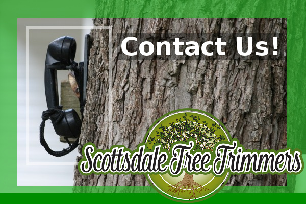 Contact Us! Our Scottsdale Tree Service Pros are ready for your Free Estimate!