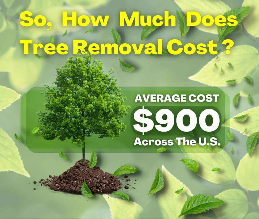 Tree Removal Scottsdale Az Scottsdale Tree Trimming