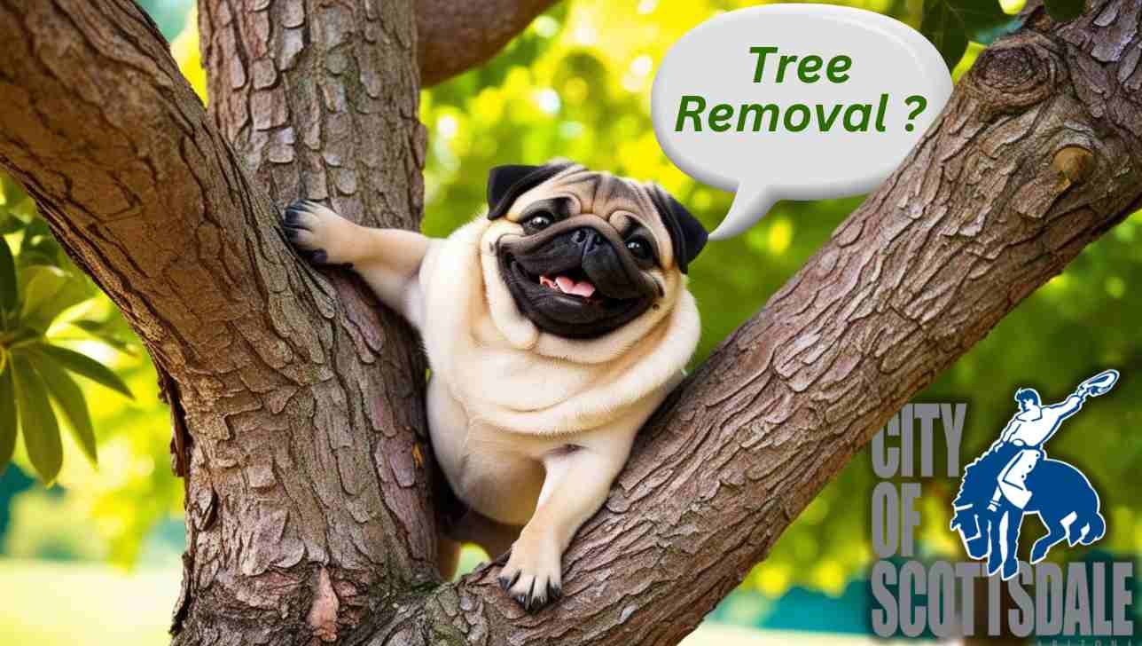 Tree Removal Scottsdale Az