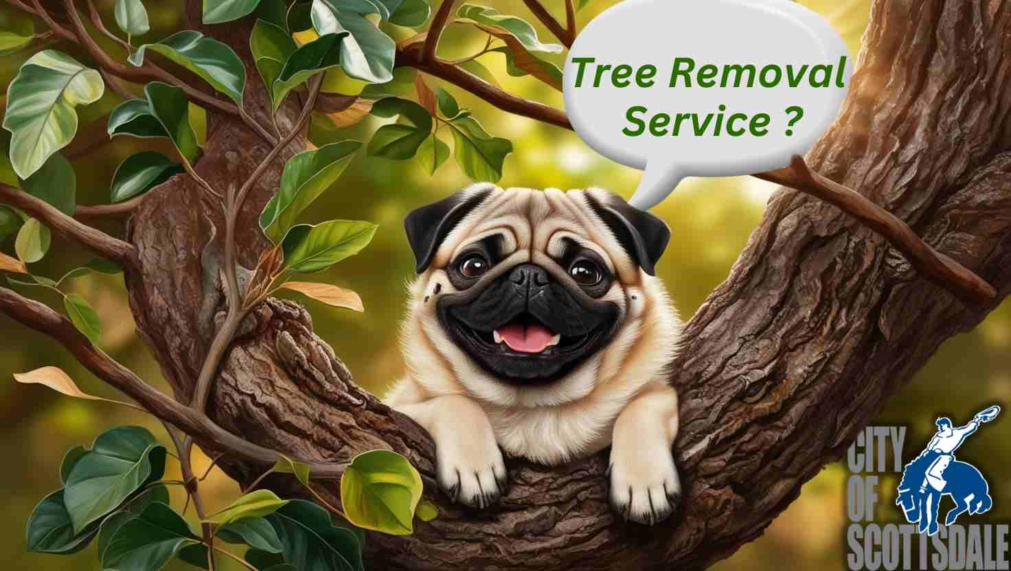 Tree Removal Service